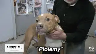 Hazleton Animal Shelter's 