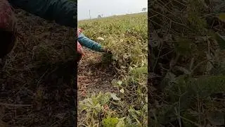 Black Gram or urad Harvesting #shorts #short #shortvideo
