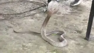King Cobra Venom Extraction    How To Extract Venom From A Snake