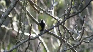 Chapim-real (Parus major) na Quinta do Pis&atilde;o