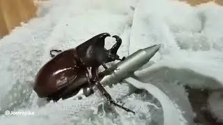Brown Metallic Beetle