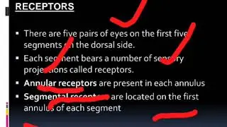 Standard 10 | External Morphology of Leech | Bio Zoology | Science | Sci