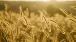Beautiful Wind in Grass ASMR | Soft Rustling Nature Sounds | Golden Hour Calm | 10-Hour Loop