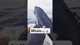 Do whale deliberately attack boats?! #animals #whale #foryou #fyp #funnvvideos