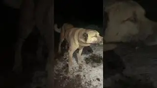 BOZ AYI #kangal #kangaldogs #wolf #shortvideo #animals #alabai #k&ouml;pek #keşfet #cat #nature