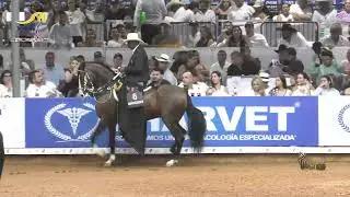 EXCLUSIVO DE DOS AGUAS, GRAN CAMPEON MUNDIAL RESERVADO TROCHA COLOMBIANA MUNDIAL CONFEPASO CALI 2025