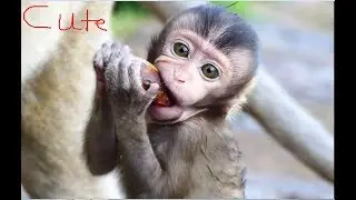 Most cute baby monkey! Baby Bree tries hit it so hurt, Very adorable baby monkey Bree!