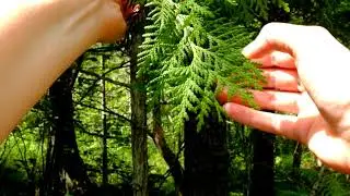 Identifying Conifers by Needles