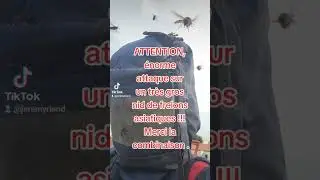 Frelons asiatiques, &eacute;norme attaque lors d'une intervention !!