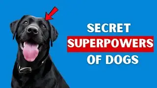 5 Secret Dog Powers You Never Knew Existed