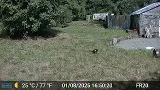 Videos Only Edit GardePro A3 Trail Camera 7 of 12 FR20 Part 2 Côtes d'Armor, Brittany, France
