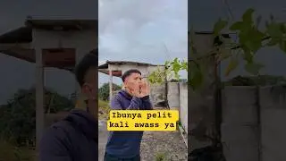 minta jeruknya ya #comedy #shortvideo