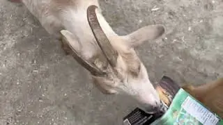 Southwick&rsquo;s Zoo - A Goat ate my map!