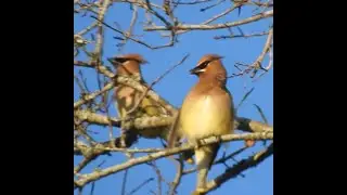 Cedar Waxwing (Bombycilla cedrorum) Timucuan Ecological and Historical Preserve