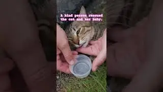 A kind person rescued a family of cats #cat #shorts #animals
