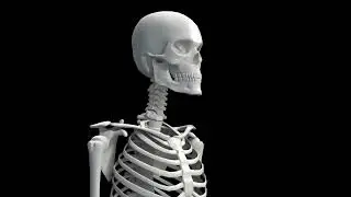 Bone Healing Frequency Music: Joint Healing Frequency, Repair Bones