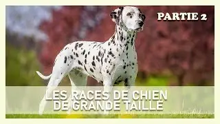 TOUTES LES RACES DE CHIEN DE GRANDE TAILLE [PARTIE2]