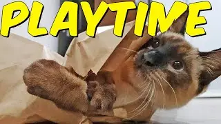 Watch My Siamese Cat Take on the Ultimate Paper Bag Challenge!
