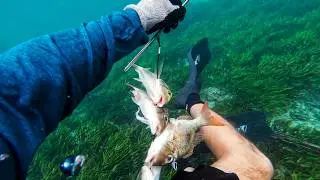 Shallow Water Spearfishing in Bali | Hunting Emperor Fish on the Reef