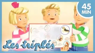 Quel chien auront les Tripl&eacute;s ? 🐶 COMPILATION HD POUR ENFANTS