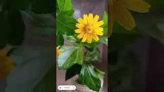How to propagate Singapore daisy/Wedelia or creeping daisy plant☘️🌱🌱#Gardening tips#Israt's Garden🌿🌿