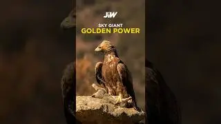 Golden Eagle Wingspan & Strength &ndash; Bigger Than Expected!