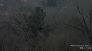 Trempealeau Eagles 1-15-26 Three eagles interacting around MN1, a chase, maybe ownership in question