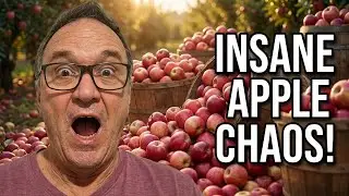 The Most INSANE Apple Festival in Donnybrook