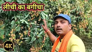 लीची का बगीचा || @nirajroyblog