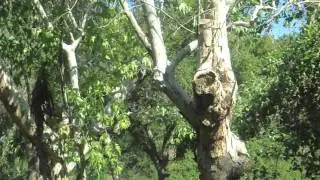kagel canyon bird sounds