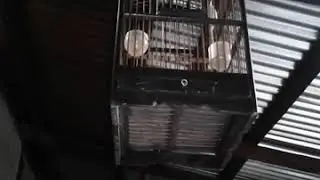 TERNYATA CERECETAN BURUNG ASI KUMIS MIRIP KUTILANG..!!