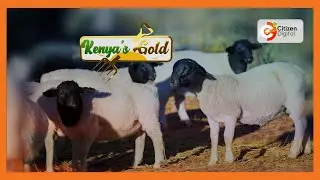 Kenya's Gold | Maximising Dorper Sheep Performance - Gold Chat [Part 1]