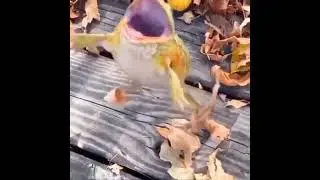 Rip froggo :( (GTA wasted meme)