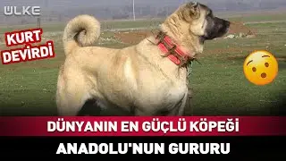 Dünyanın En Güçlü Köpeği Anadolu’nun Gururu