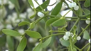 Weissbeerige Mistel (Viscum album)