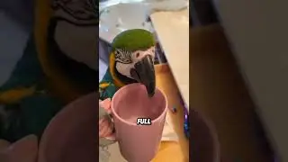 Smart and cute lovebirds#animals #funnyanimal #funny #cute #lovebirds