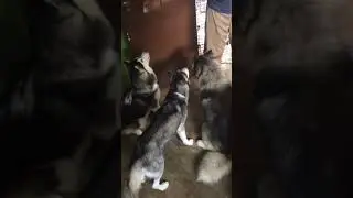 OUR HUSKIES ALSO EATING POPCORN 😮🤩😍