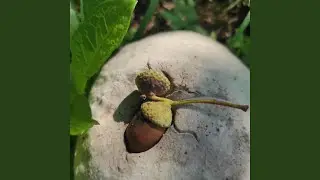 Līku loku upe tek