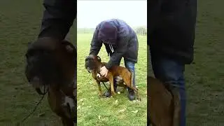 Боксер! #dogcasttv #боксер #боксерсобака