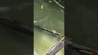L&ecirc;n koi #fishing #fish #caucathugian #cauca
