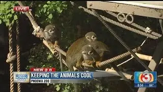 Keeping the zoo animals cool