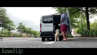 Doodle, Jack Daniels 12 Months | Winchester Dog Trainers | Amazing Results | Guaranteed