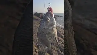 silver bream arabian ocean #baitfishing #मछली #handfish #angler #agrikoli #mumbaikoli #fishing