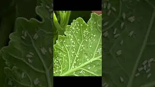 Dicyphus: Nature&rsquo;s Pest Control! #shorts