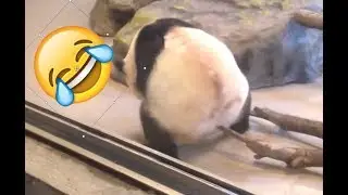 Cutest PANDA Fails Funny Videos Compilation #2