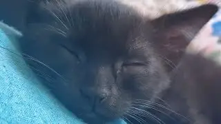16 minutes of kitten shenanigans