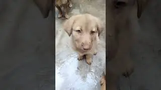 losi and tile and khersi🤍🐶🐕ی loveyou 😘😘💋#dog #beb#lovedog