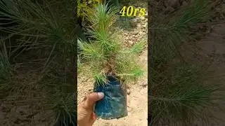 HOW TO GROW PINE TREE #garden #gardening #ytshorts #shorts #pinetree