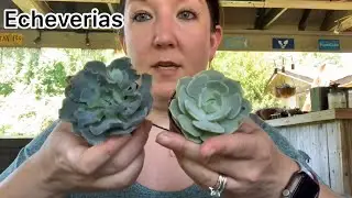 A beginner&rsquo;s guide to succulent types and basic care + GIVEAWAY!