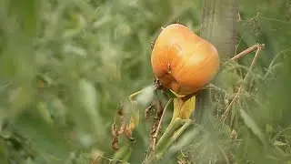 Productor de tomate franc&eacute;s conquista a los mejores chefs de Par&iacute;s